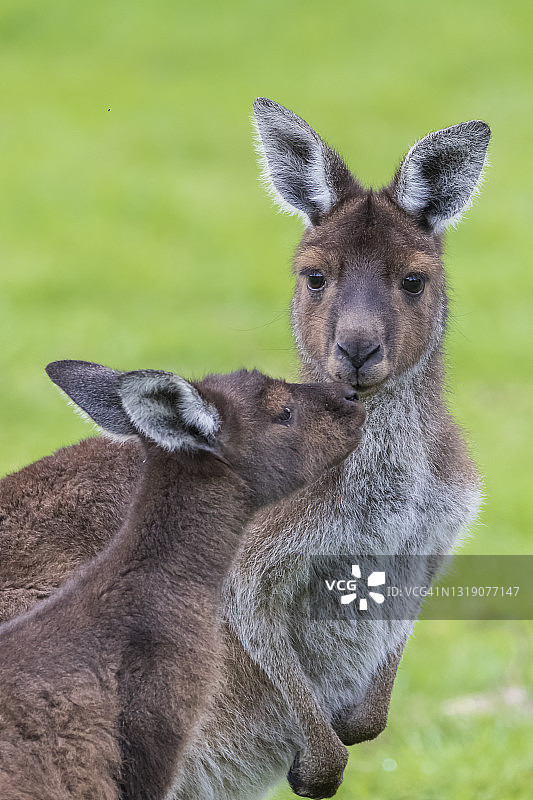 西灰袋鼠，西澳大利亚图片素材