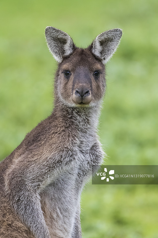 西灰袋鼠，西澳大利亚图片素材