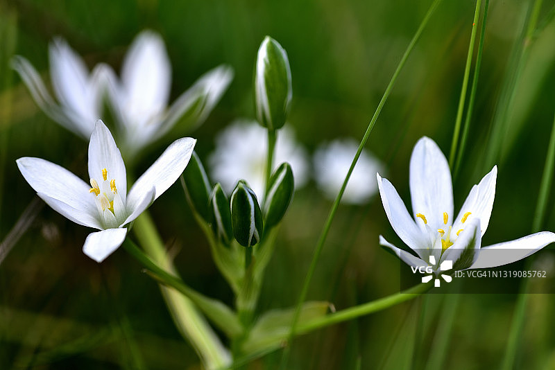 伞形虎眼万年青图片素材