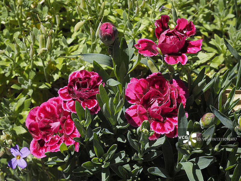 红色康乃馨图片素材