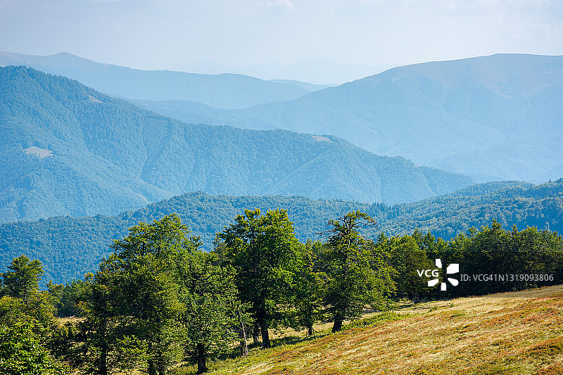 草丘上的山毛榉树图片素材