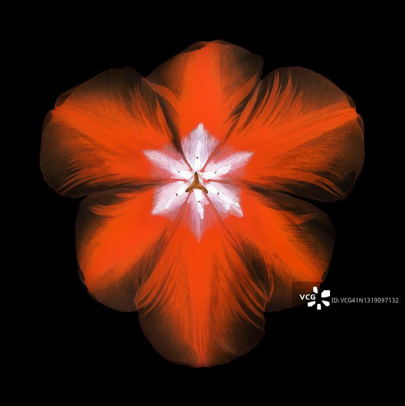 黑色背景上的奇幻橙黑郁金香图片素材
