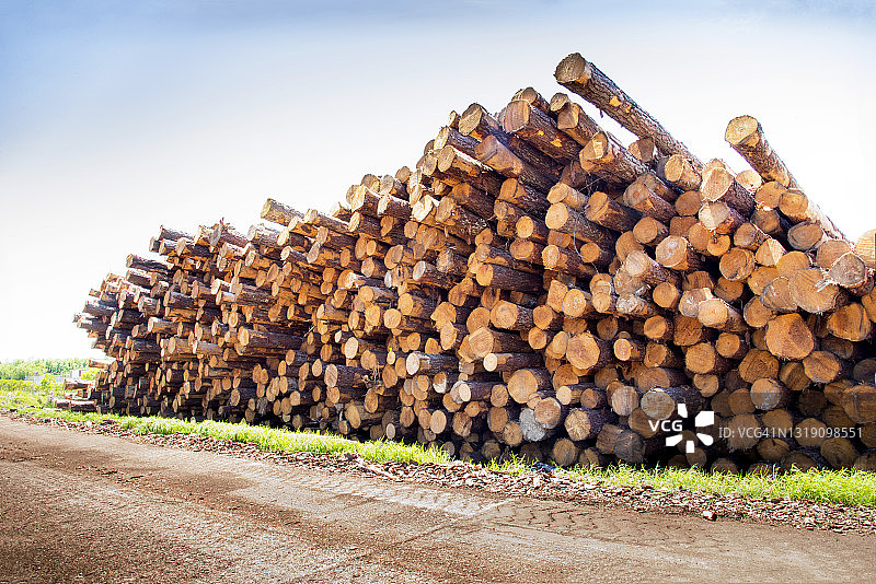 大量木材、原木、木材厂、锯木厂图片素材