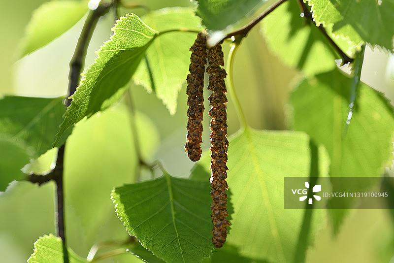 白桦树花图片素材