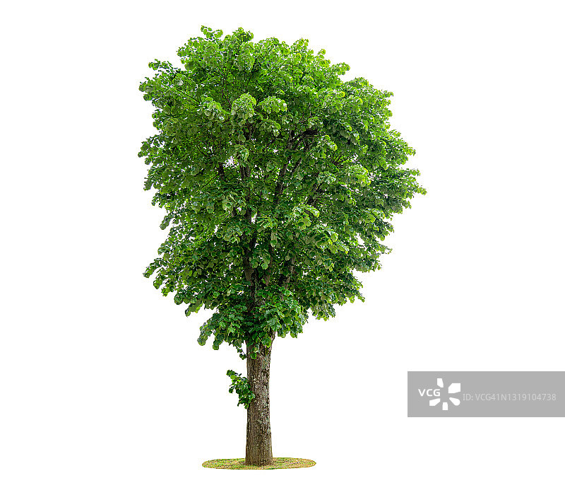 白色背景上的绿树图片素材