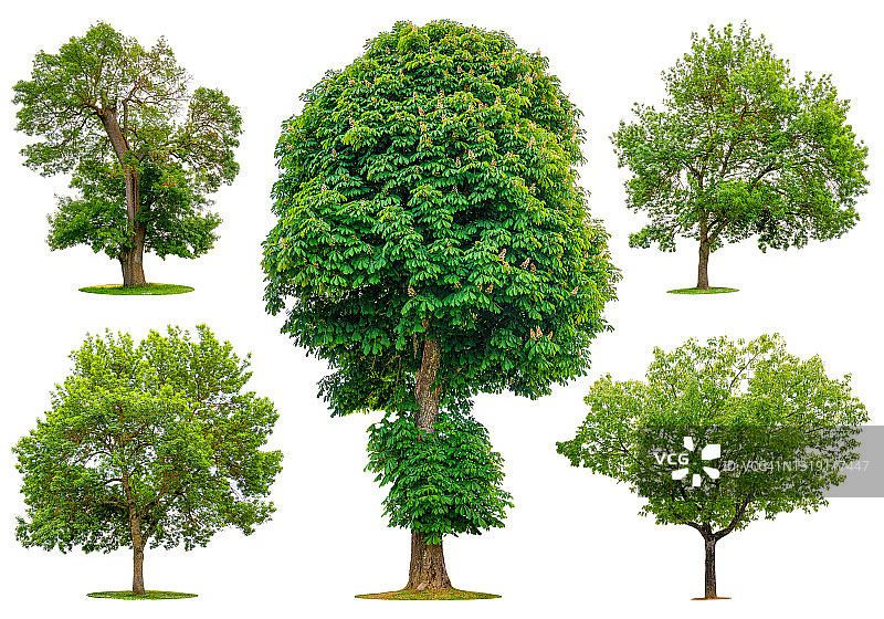 多种树木品种合集（白色背景）图片素材