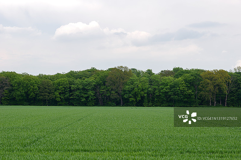 阳光明媚的户外风景：草地、稻田、麦田或大麦农田的景色图片素材