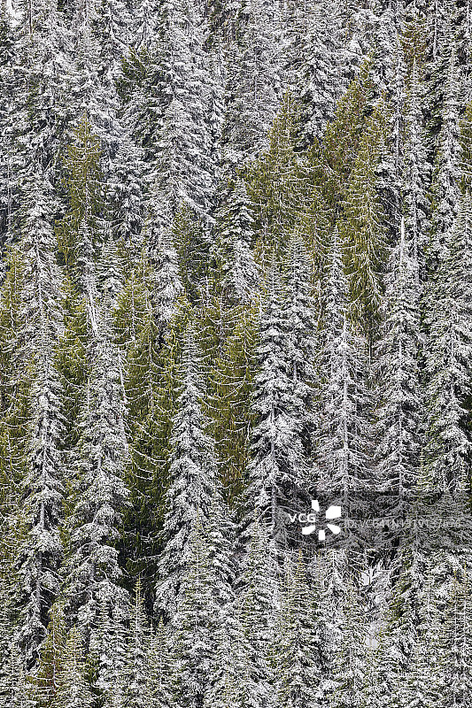 覆盖着一层新雪的针叶树图片素材
