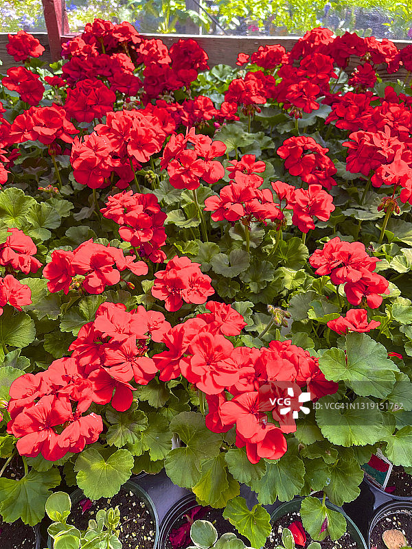 红色天竺葵图片素材