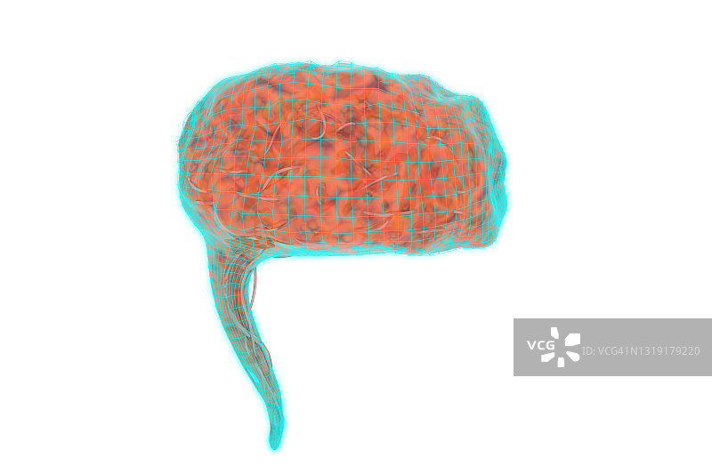白色背景上的人工智能大脑3D渲染图片素材