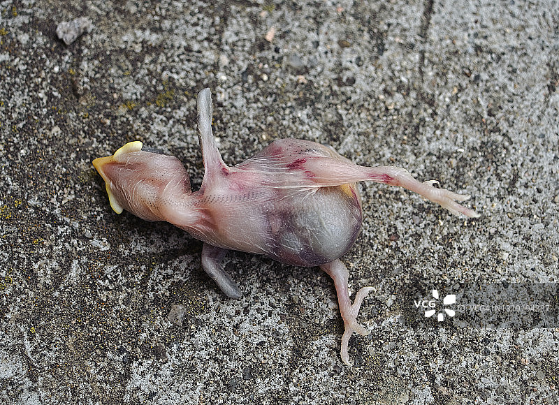 死亡的燕子幼鸟图片素材