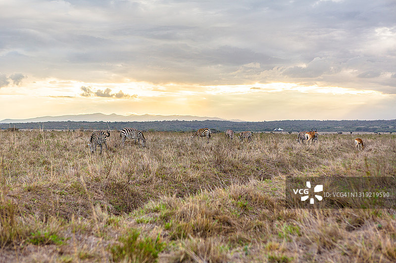 内罗毕国家公园的科克狷羚和斑马图片素材
