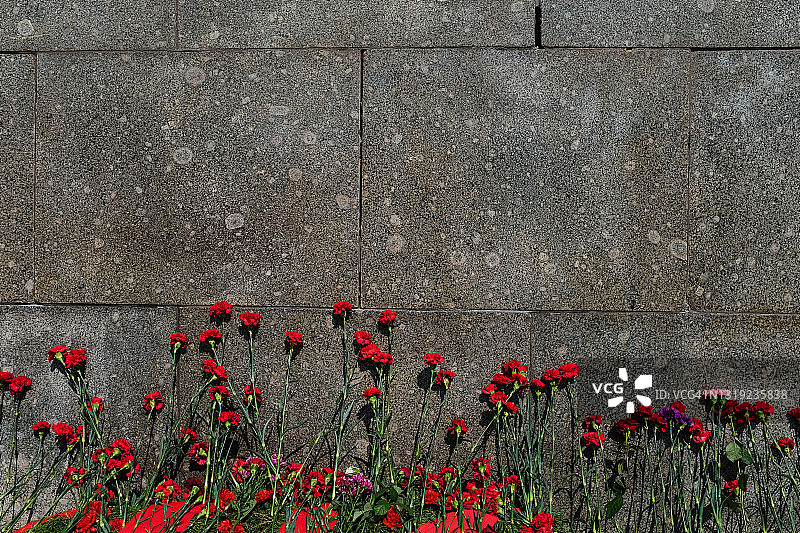 二战中在布拉茨克公墓花岗岩纪念牌上的康乃馨花，纪念阵亡的苏联士兵。“胜利日”（5月9日）的概念，祖先的记忆，在墓碑上献花图片素材