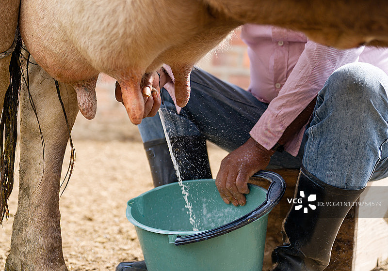 农民在奶牛场手工挤牛奶图片素材
