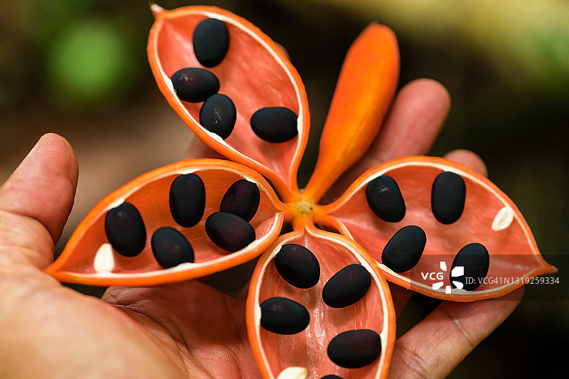 森林里的成熟锦葵果实图片素材