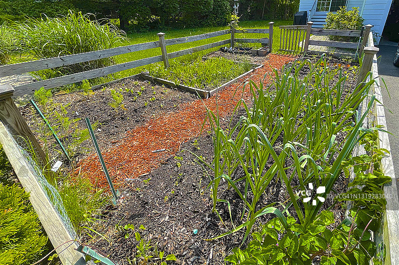 家庭菜园图片素材