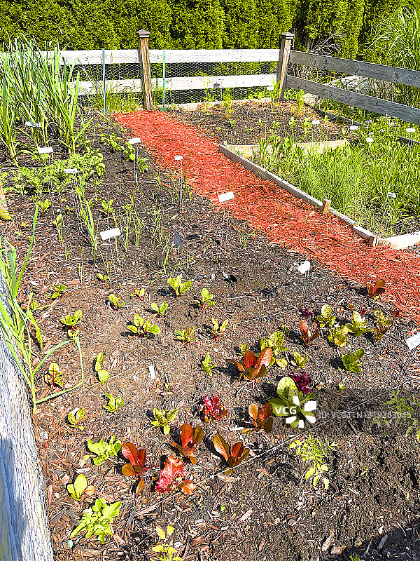 家庭菜园图片素材