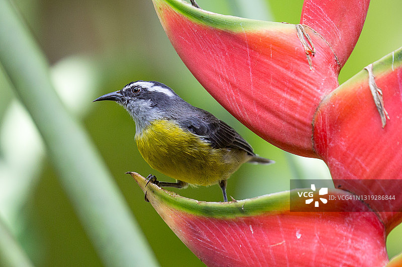 哥斯达黎加的香蕉雀图片素材