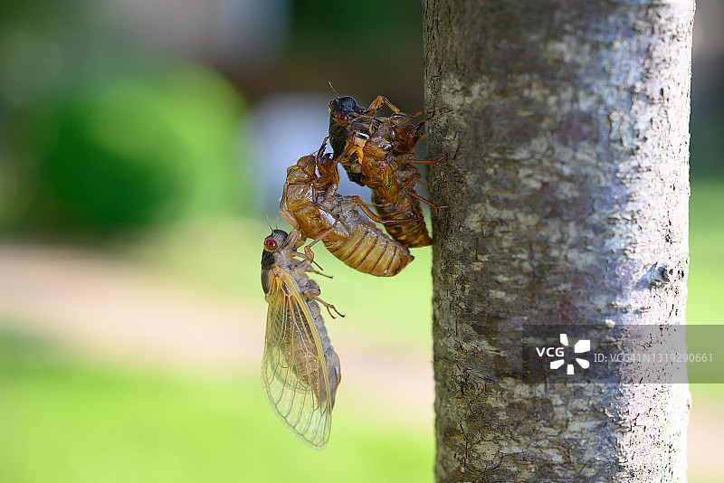 蝉从外骨骼中脱出图片素材