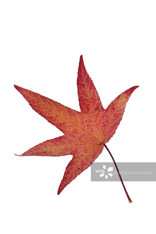 德国巴伐利亚枫香树红叶图片素材