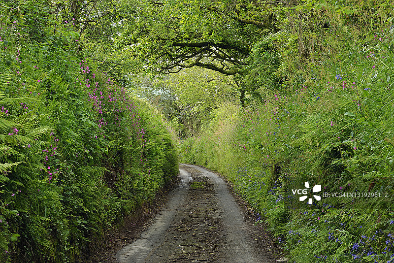 英国康沃尔郡的狭窄乡间小路图片素材