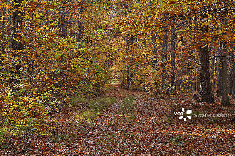 秋叶 Harz 国家公园森林小路图片素材