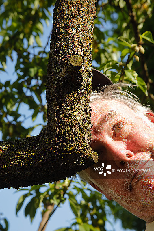 走向低矮的桃树枝图片素材