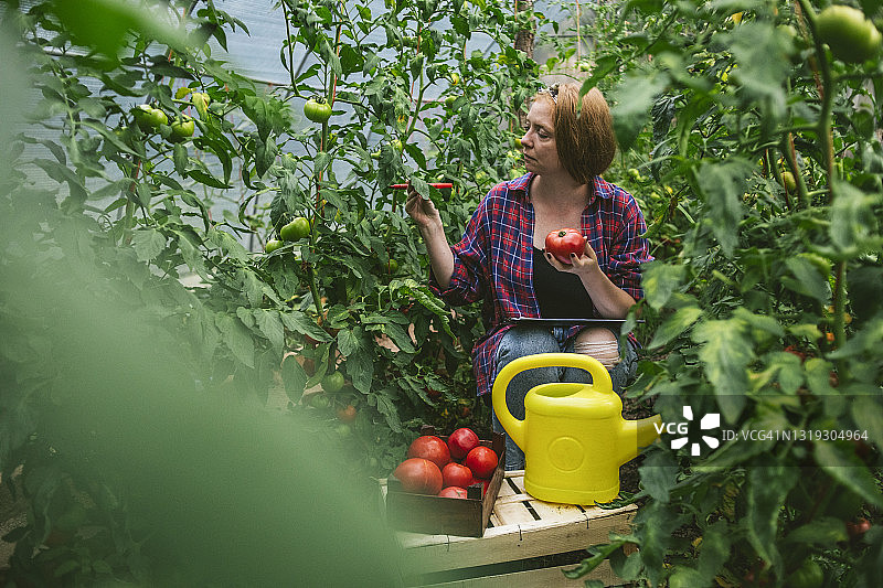 在塑料大棚里种植番茄的橙色头发年轻女人，定期监测果实并采摘新鲜番茄图片素材