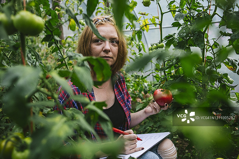 在塑料大棚里种植番茄的橙色头发年轻女人，定期监测果实并采摘新鲜番茄图片素材