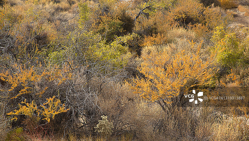 秋季橘色金合欢叶和其他沙漠植物特写图片素材