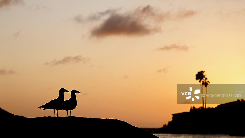 拉古纳海滩日落时分海鸥与棕榈树图片素材