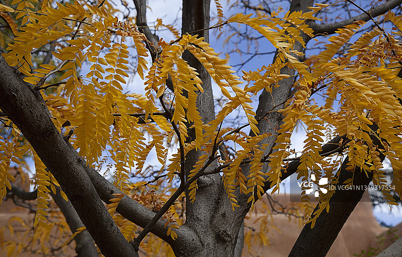 秋天皂荚树叶和树干特写图片素材