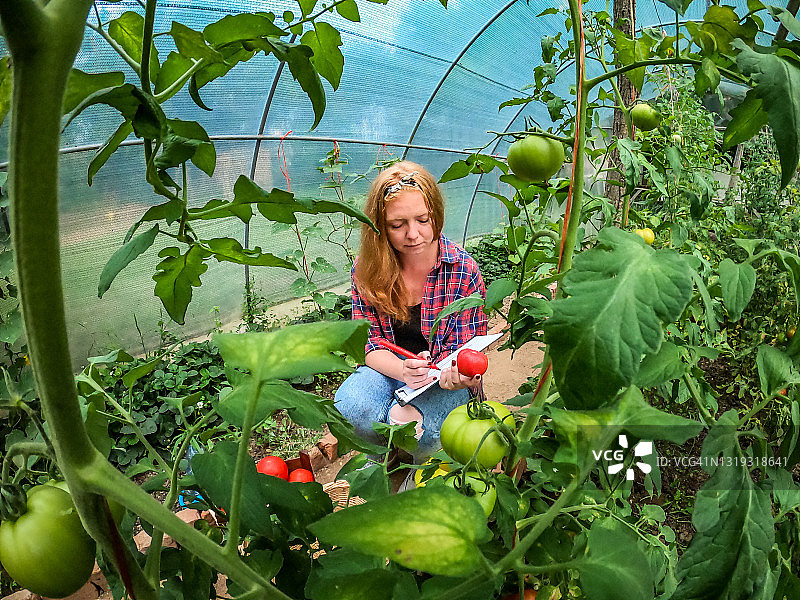 在塑料大棚里种植番茄的橙色头发年轻女人，定期监测果实并采摘新鲜番茄图片素材