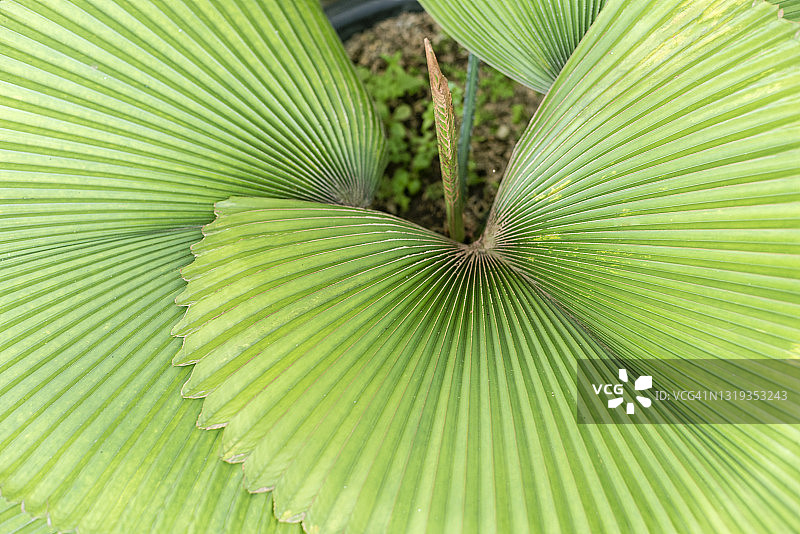 棕榈叶特写图片素材