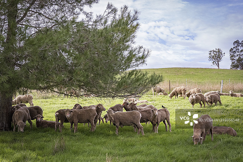 西澳大利亚彭伯顿牧场上的绵羊图片素材