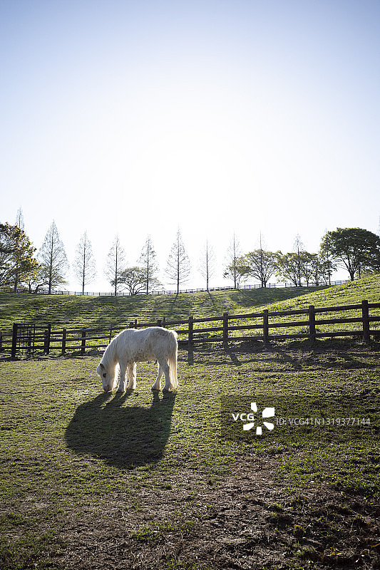 吃草的白马图片素材