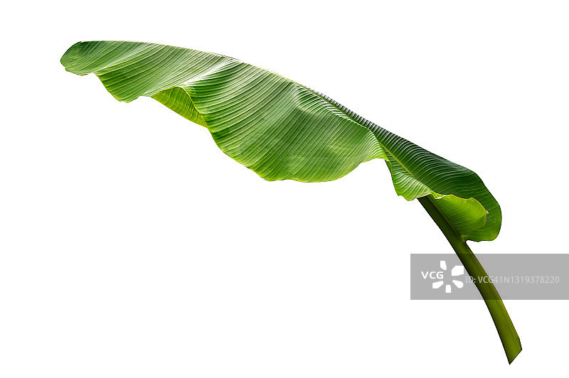 白色背景上的香蕉绿叶集合图片素材