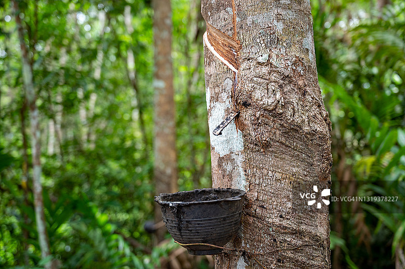 泰国南部专业的橡胶树和橡胶采割图片素材
