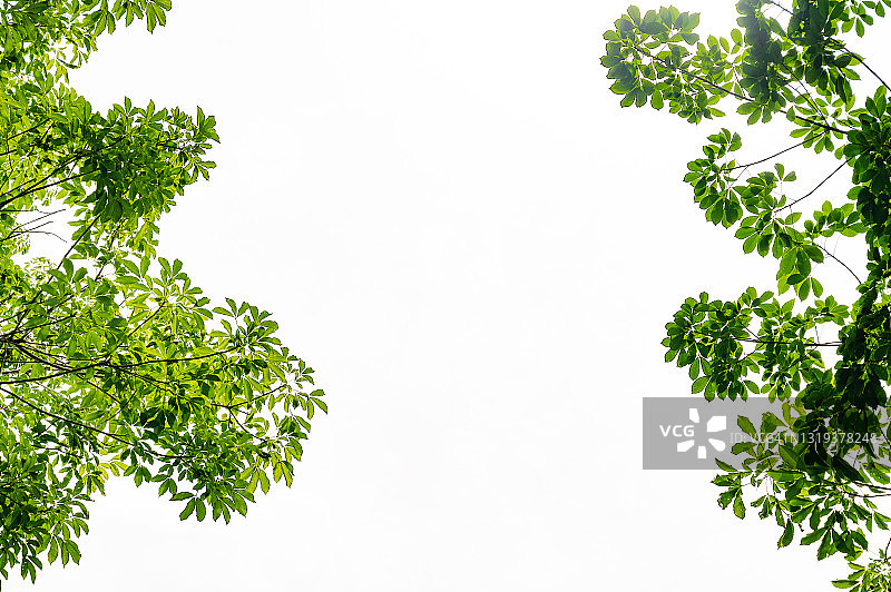 白色背景上的绿叶和花朵平铺图片素材