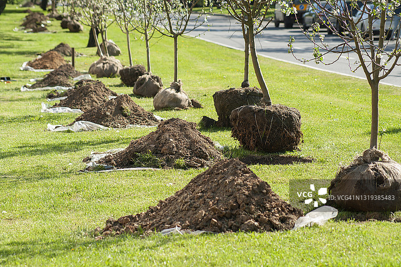 植树节种植苹果树图片素材