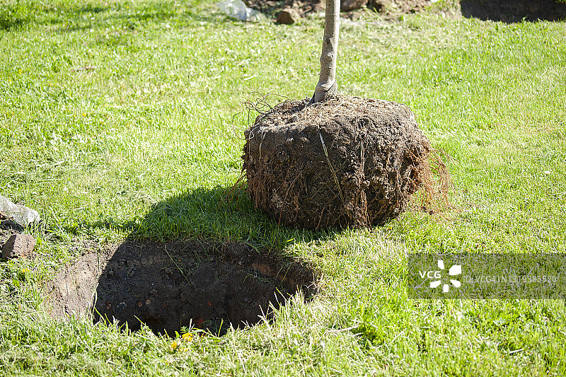 植树节种植苹果树图片素材