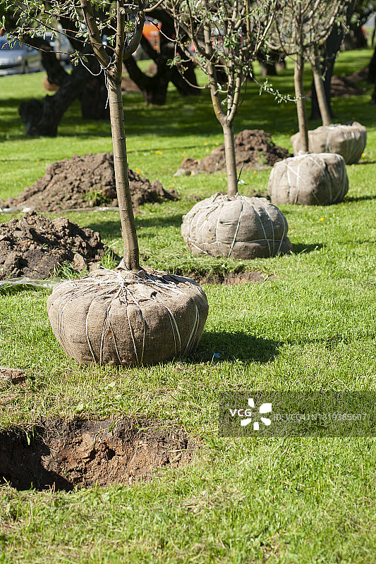 植树节种植苹果树图片素材