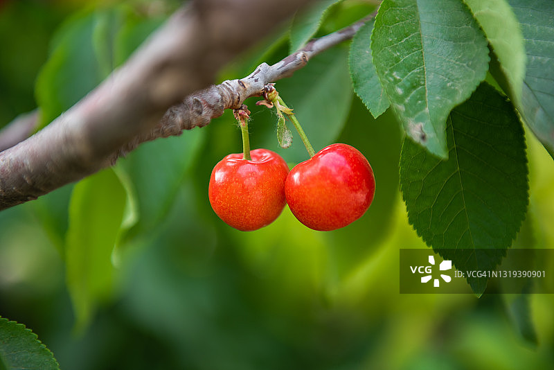 果园里的樱桃：树枝上的红色甜樱桃图片素材