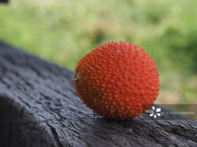 木鳖果，木瓜科苦瓜属橙色果皮果实，在木制上图片素材