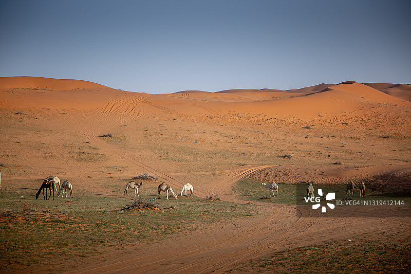 绿色沙漠图片素材
