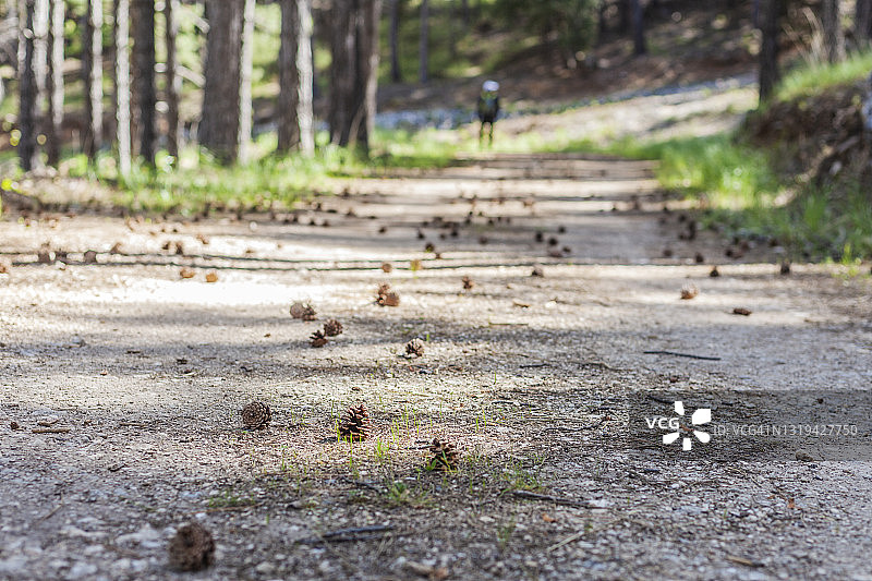 从松树上掉落的菠萝特写，背景是徒步的男人图片素材