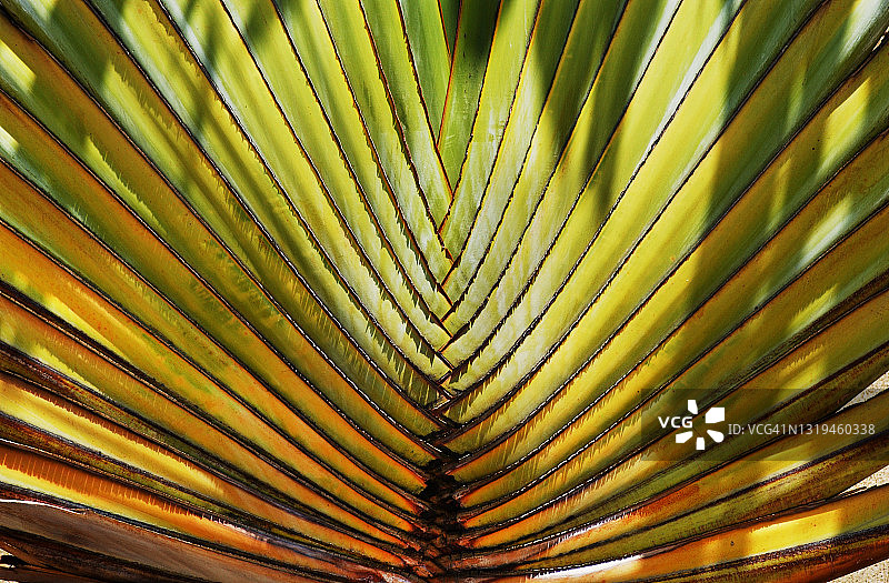 棕榈叶图片素材