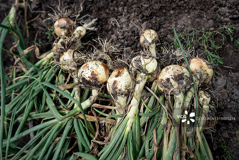 收获后的田地里的洋葱图片素材