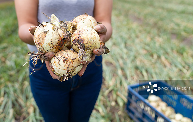农场妇女收获洋葱特写图片素材