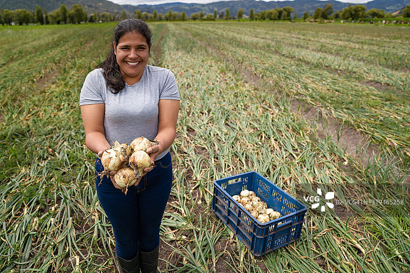 快乐的拉丁美洲妇女在农场收获洋葱图片素材